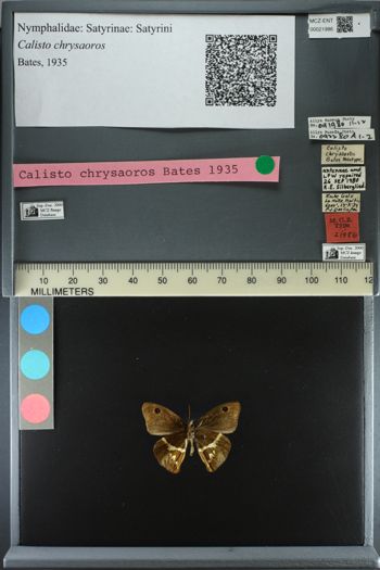 Media type: image;   Entomology 21986